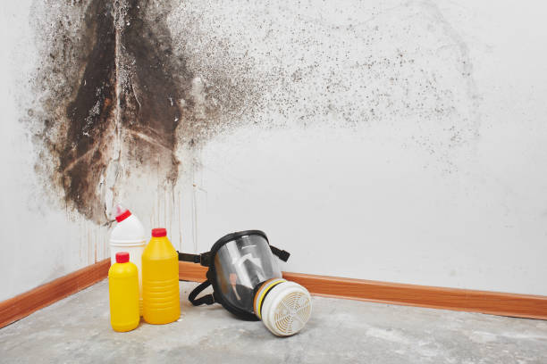 Best Mold Removal Process  in Vicksburg, MI