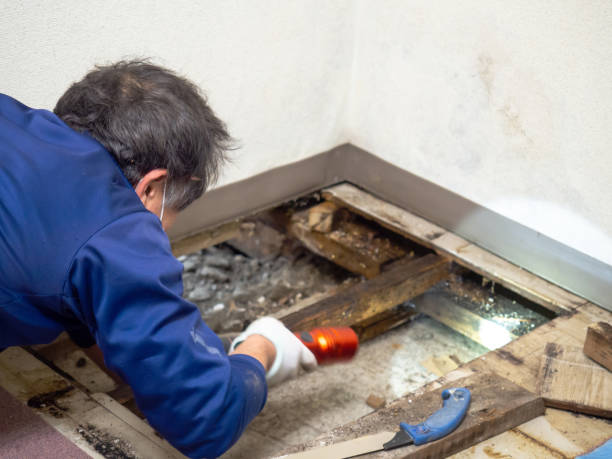 Best Crawl Space Mold Removal  in Vicksburg, MI