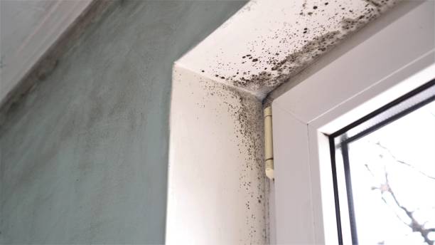 Best Mold Damage Repair  in Vicksburg, MI