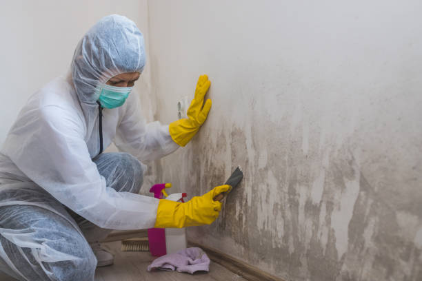 Best Office Mold Removal Services  in Vicksburg, MI