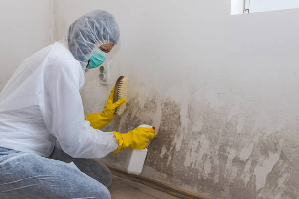 Best Professional Mold Removal  in Vicksburg, MI