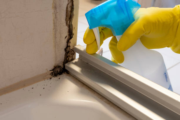 Best Office Mold Removal Services  in Vicksburg, MI