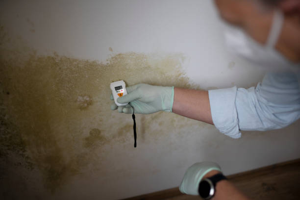 Best Emergency Mold Removal  in Vicksburg, MI