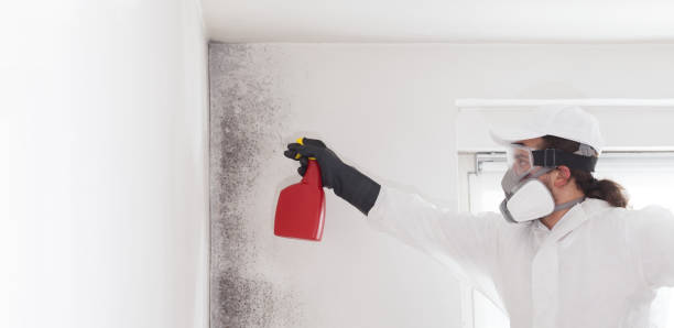 Best Certified Mold Removal  in Vicksburg, MI