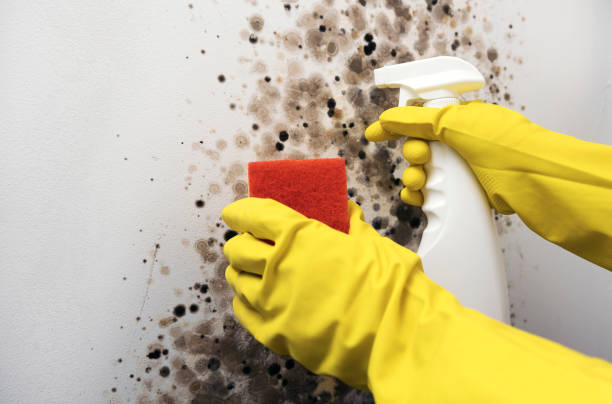 Best Fast Mold Removal  in Vicksburg, MI