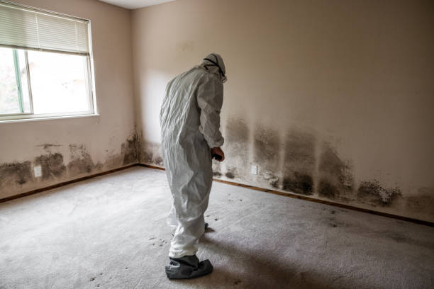 Professional Mold Removal in Vicksburg, MI