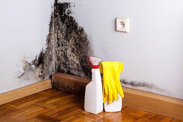 Best Mold Removal Specialists  in Vicksburg, MI