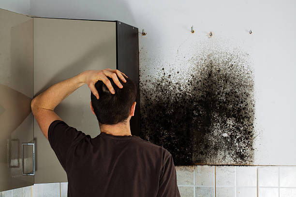 Best Black Mold Removal  in Vicksburg, MI