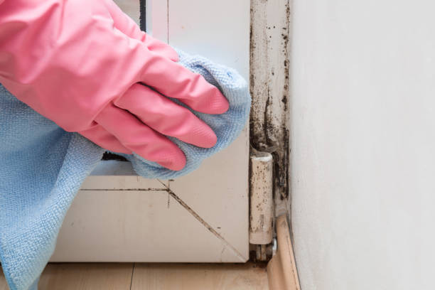 Best Mold Damage Repair  in Vicksburg, MI