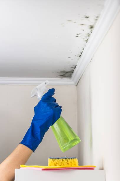 Best Mold Removal and Inspection  in Vicksburg, MI