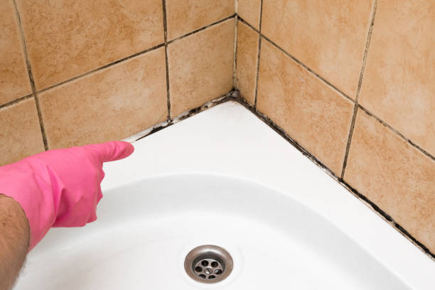 Best Certified Mold Removal  in Vicksburg, MI